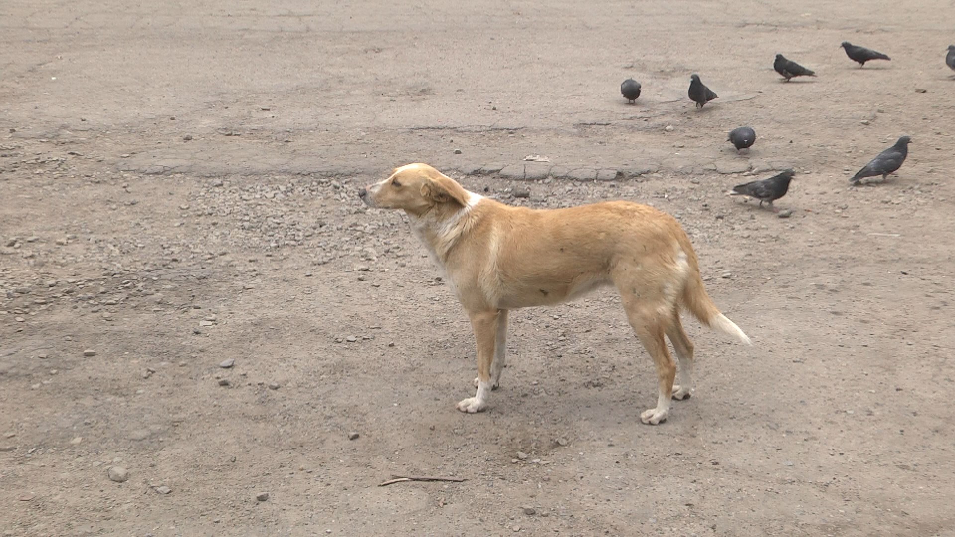 В Волгограде и области сократилось число бездомных животных